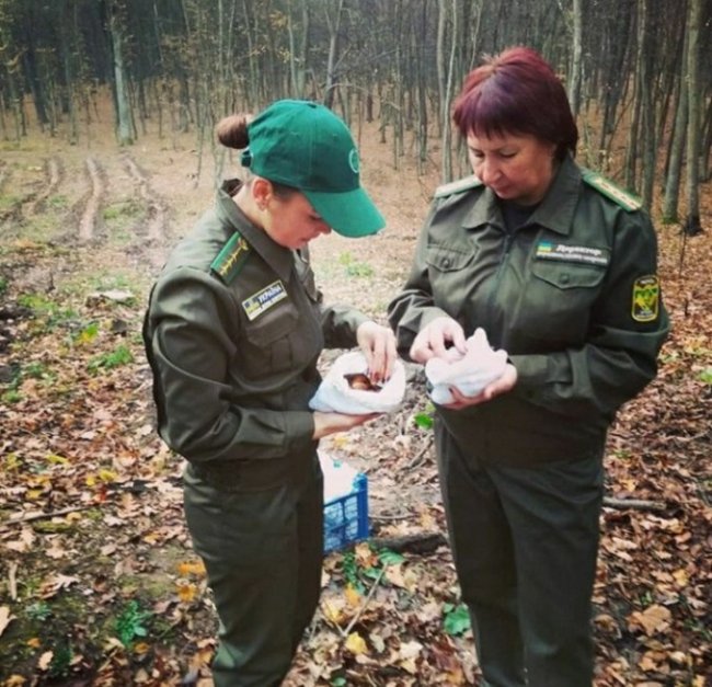 Волинські лісівники вирощують дуби з покращеними генетичними властивостями