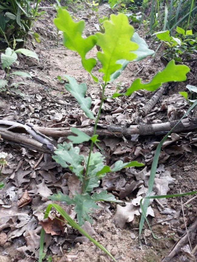 Волинські лісівники вирощують дуби з покращеними генетичними властивостями