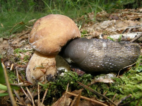 Фотовиставка Світлани Зозулі