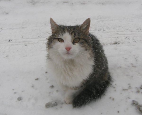 Фотовиставка Світлани Зозулі