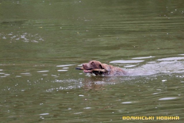 Як у Луцьку на Івана Купала освячували воду у Стиру. ФОТО