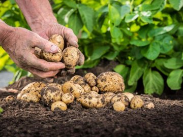 Понад пів сотні аграріїв з різних куточків України з'їхалися на День поля у село поблизу Луцька. ВІДЕО