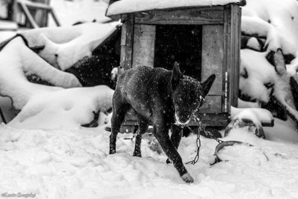 Жив був пес