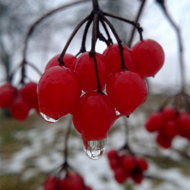 Краса волинської зими. ФОТО