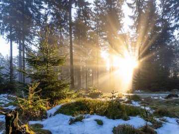 Чому у січні було аномально тепло