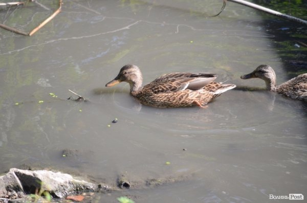 Фотопогляд: вулиця Шопена 