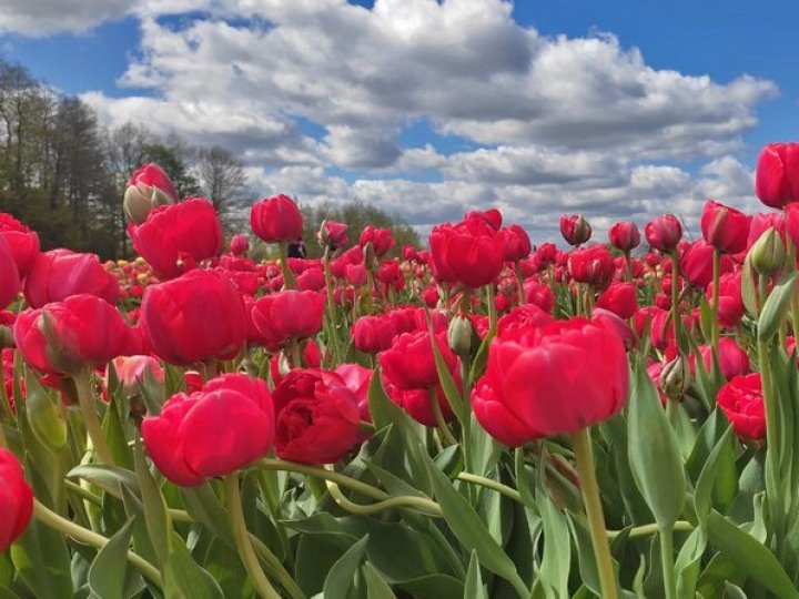 30 квітня на Волині стартує «Фестиваль тюльпанів»: ціни на квитки
