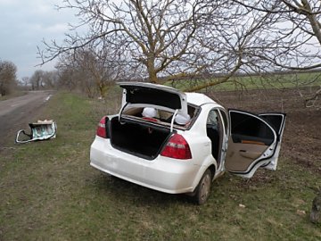 На Волині водійка на іномарці протаранила дерево