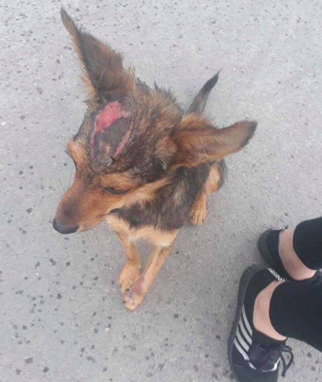 У місті на Волині «нелюди» знущаються над собаками. ФОТО 18+