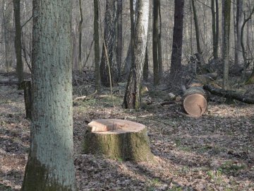 У лісі на Волині невідомі зрізали дубів на майже 100 тисяч гривень