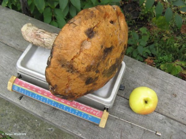 Волинянин знайшов кілограмового червоноголовця. ФОТО