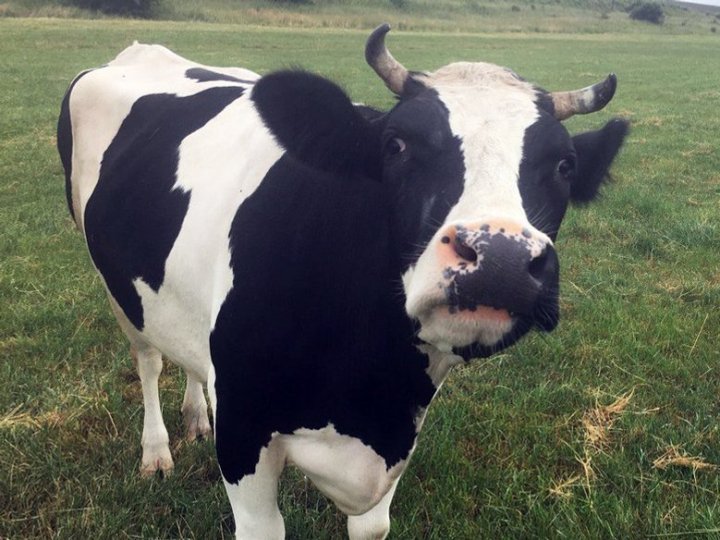 У фермерському господарстві на Волині виявили лейкоз у корів