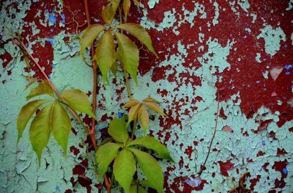 Фотовиставка: Сергій Олешкевич