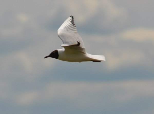 Фотовиставка: Сергій Олешкевич