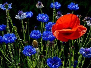 Погода у Луцьку на завтра, 24 червня