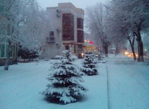 Присипані снігом ялинки від Таїсії Баторевич