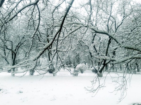 Сніжне фото художниці Марини Лактіонової