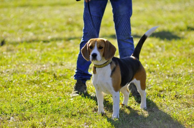 Луцький фотограф поділився світлинами з виставки собак
