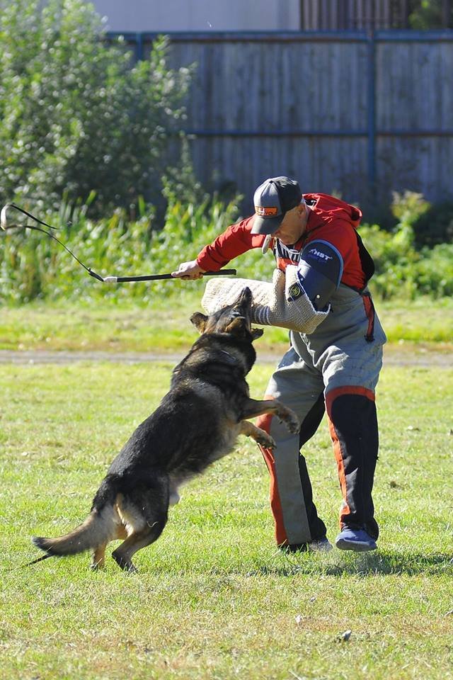 Луцький фотограф поділився світлинами з виставки собак