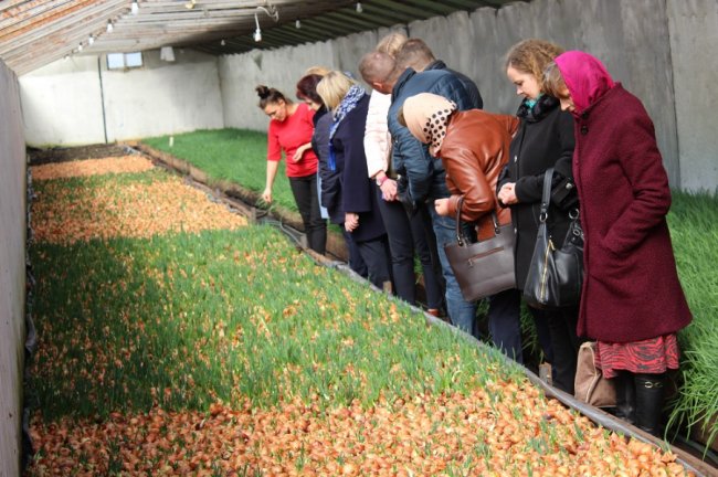 Малина, полуниця, цибуля: як на Волині фермери вирощують органічну продукцію
