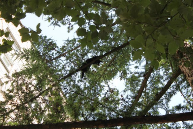 Кота, який 5 днів сидів на верхівці дерева у Луцьку, врятували. ФОТО