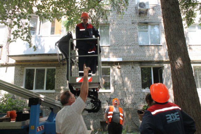 Кота, який 5 днів сидів на верхівці дерева у Луцьку, врятували. ФОТО