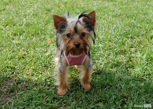 У Луцьку влаштували собаче свято. ФОТО