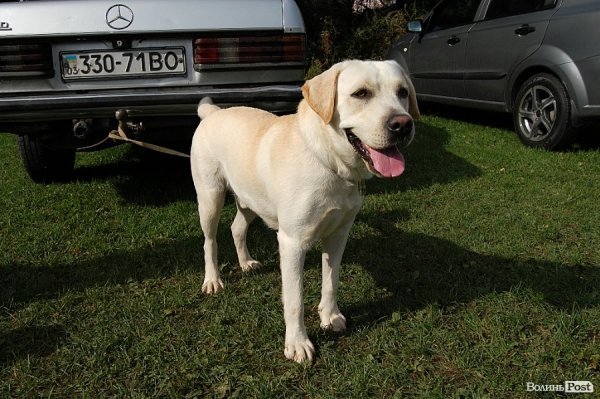 У Луцьку влаштували собаче свято. ФОТО