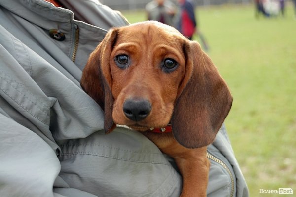 У Луцьку влаштували собаче свято. ФОТО