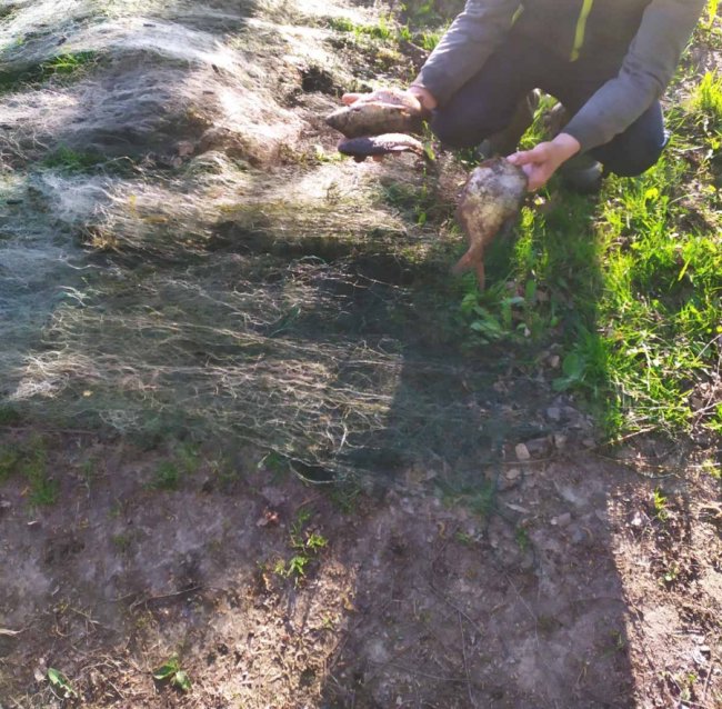 На Волині рибні браконьєри завдали шкоди на понад 40 тисяч гривень