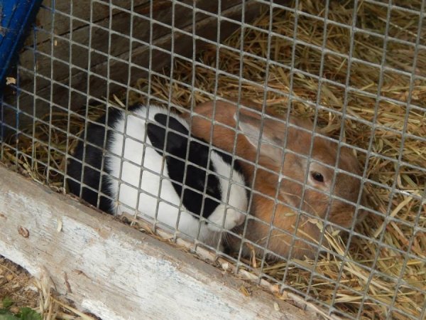 Осінь у Луцькому зоопарку. ФОТО