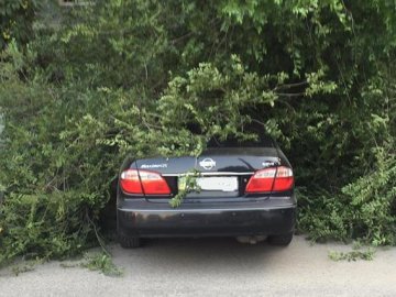 У Луцьку на авто впало дерево