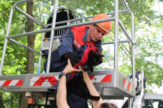 Кота, який 5 днів сидів на верхівці дерева у Луцьку, врятували. ФОТО