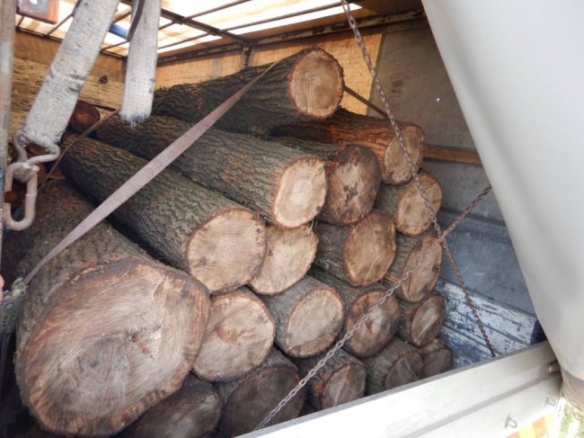 Збитки у 150 тисяч гривень: на Волині затримали вантажівку з 35 краденими колодами дуба 