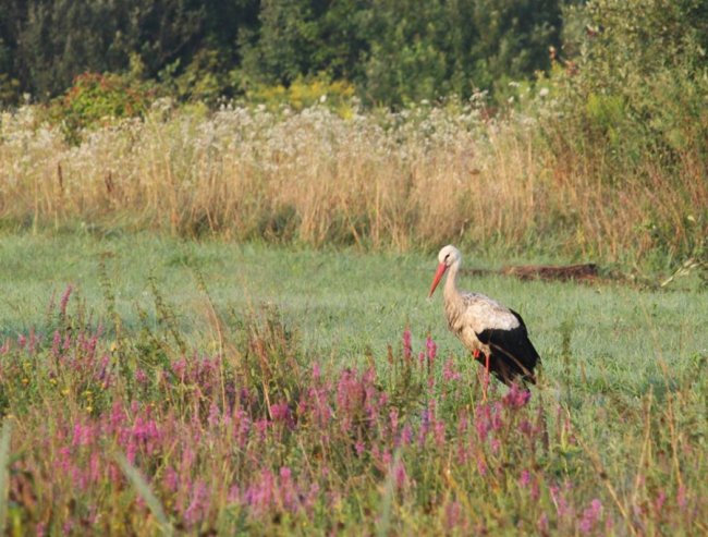 Лелеки позували у полі для волинського фотографа