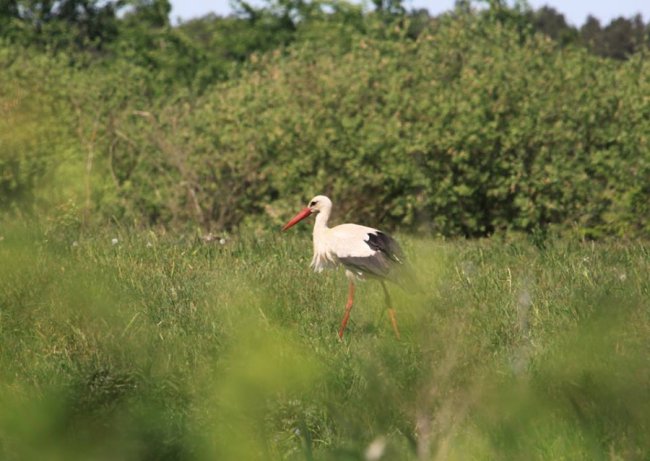 Лелеки позували у полі для волинського фотографа