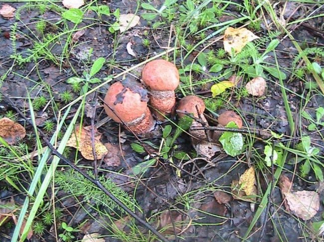 Волинянин похизувався грибним «уловом». ФОТО