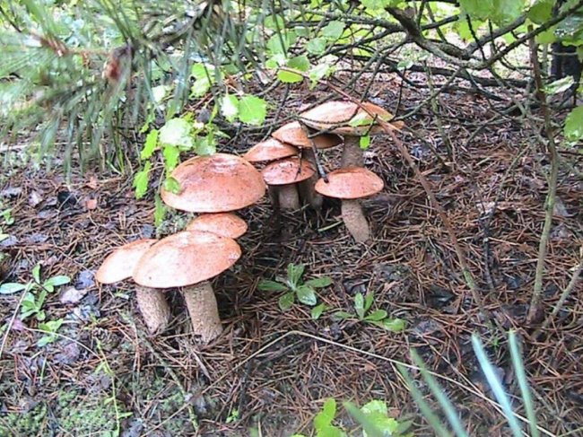 Волинянин похизувався грибним «уловом». ФОТО