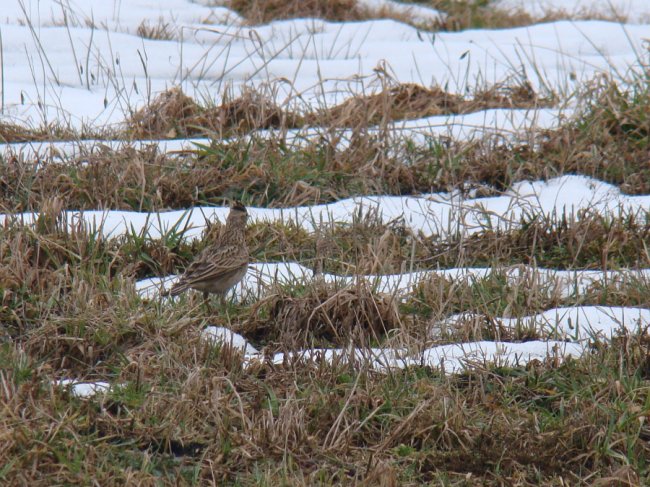 На Волинь прилетіли жайворонки. ФОТО