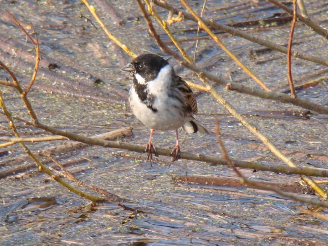 На Волинь прилетіли жайворонки. ФОТО