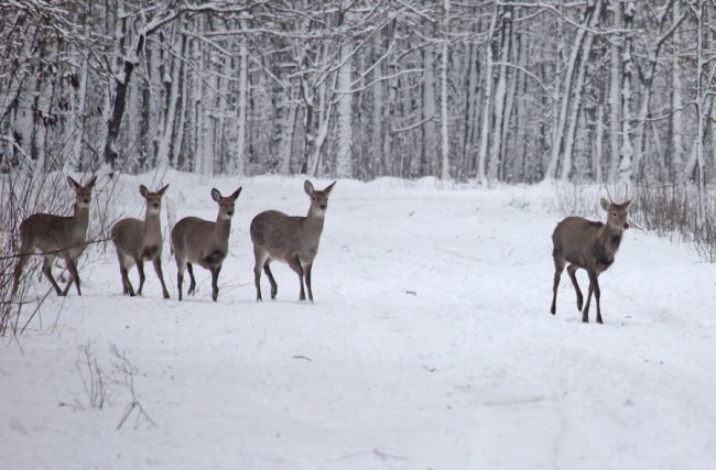 Показали, як зимують мешканці нацпарку «Цуманська пуща». ФОТО