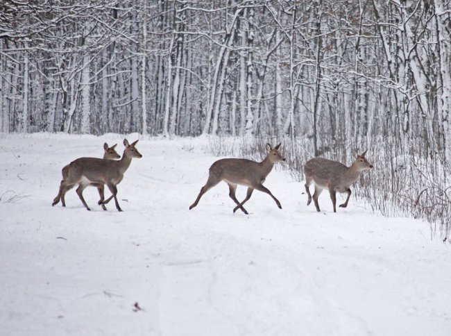 Показали, як зимують мешканці нацпарку «Цуманська пуща». ФОТО