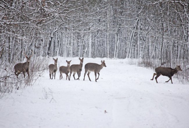 Показали, як зимують мешканці нацпарку «Цуманська пуща». ФОТО