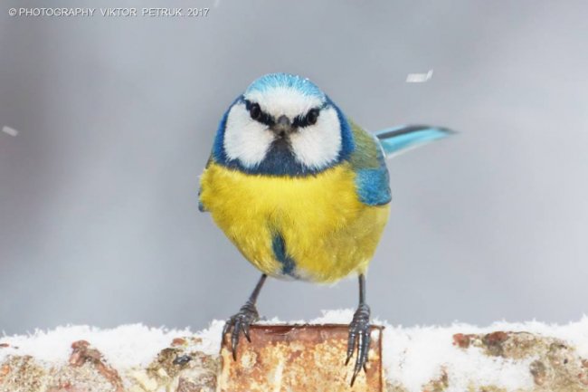 Як луцькі синички б'ються за горіх. ФОТО