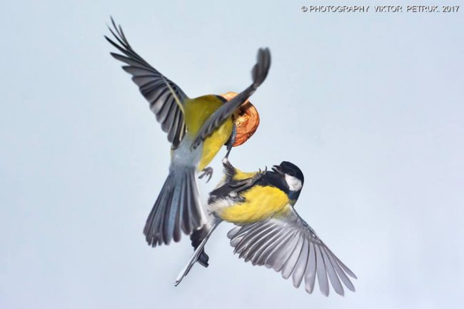 Як луцькі синички б'ються за горіх. ФОТО