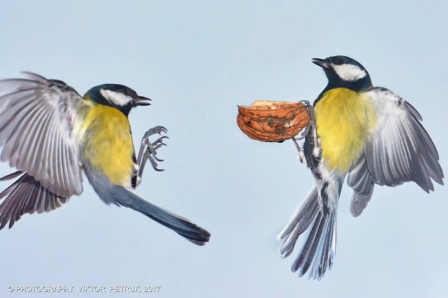Як луцькі синички б'ються за горіх. ФОТО