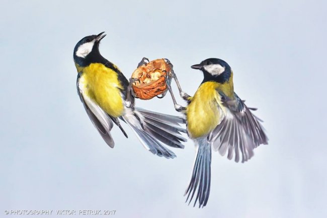 Як луцькі синички б'ються за горіх. ФОТО