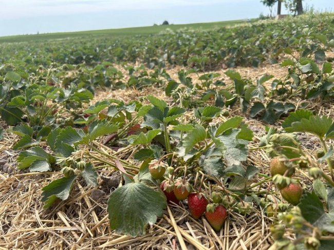 «У нас не п'ють, бо в кожному дворі є плантація полуниці»: як у селі на Волині вирощують ягоди
