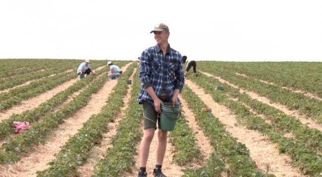 «У нас не п'ють, бо в кожному дворі є плантація полуниці»: як у селі на Волині вирощують ягоди