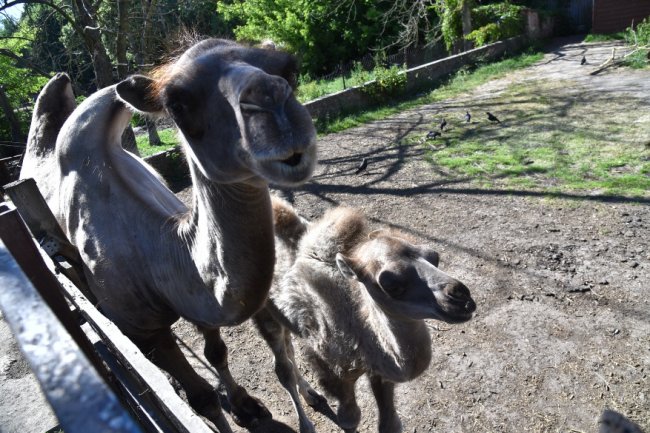 У Луцькому зоопарку народилося верблюжа. ФОТО